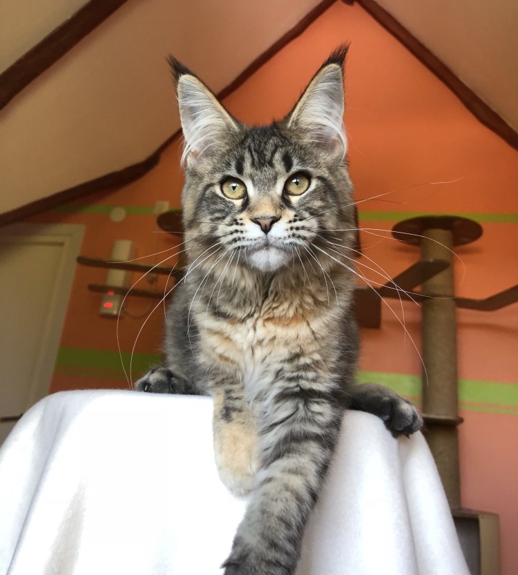 Стрижка кота под Льва