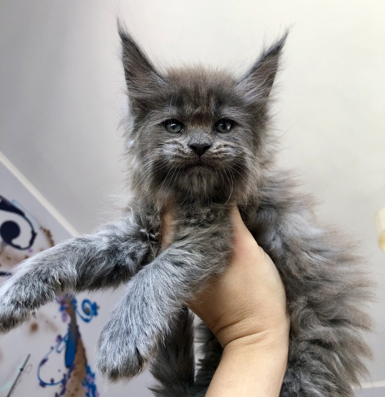 Стрижка Мейн куна