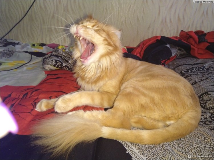 Стриженный Мейн кун