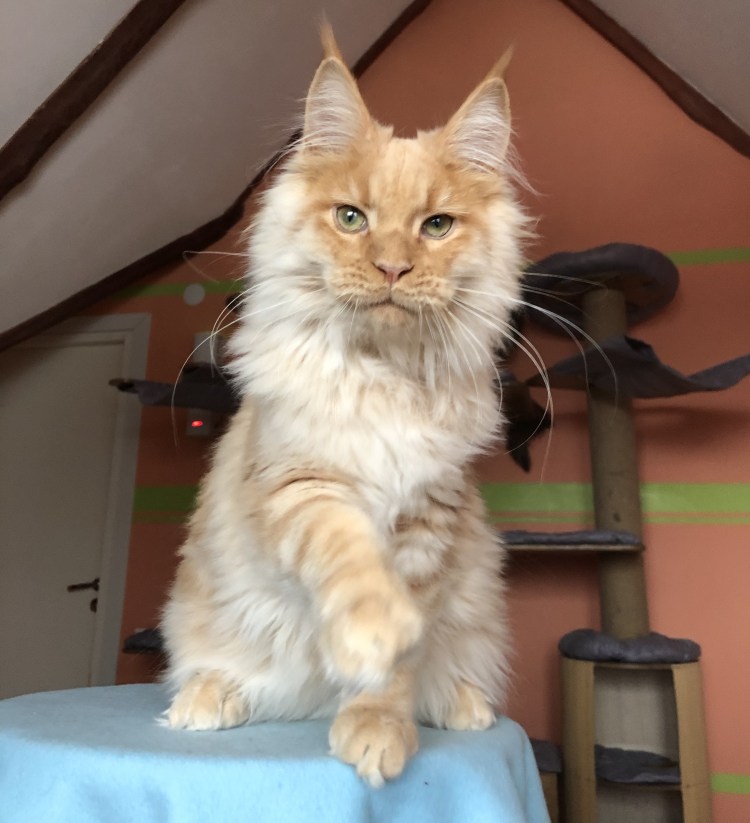 Стрижка котов Мейн кунов