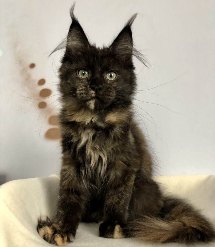 Мейн кун стрижка