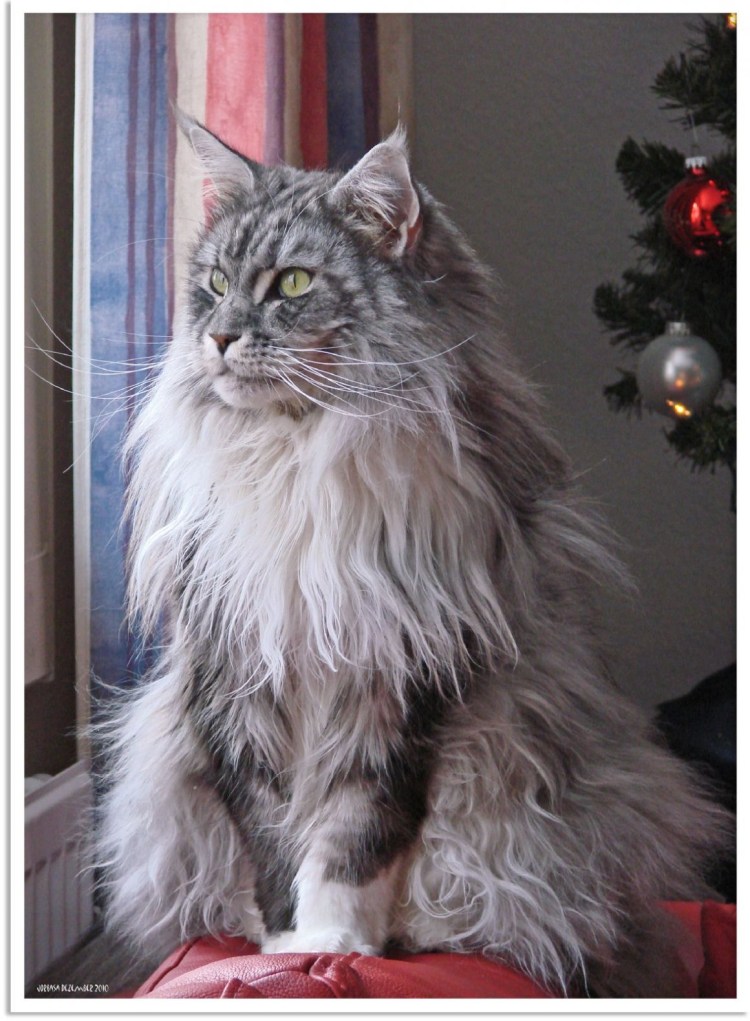 Последствия стрижки Мейн куна