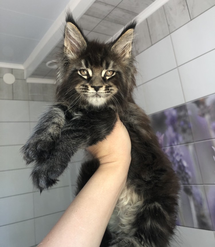 Каракал floppy