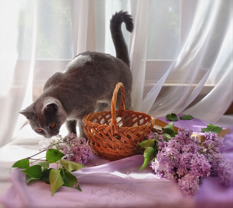 Кот и сирень