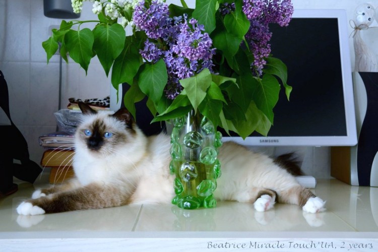 Кот и сирень