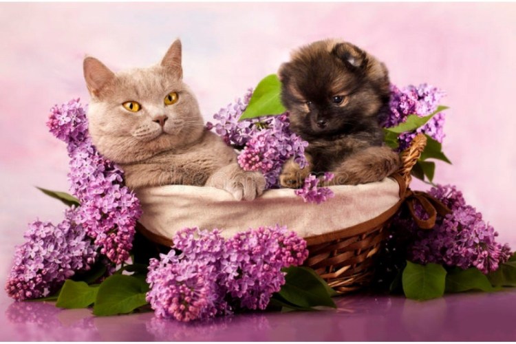 Фотограф Ирина Приходько