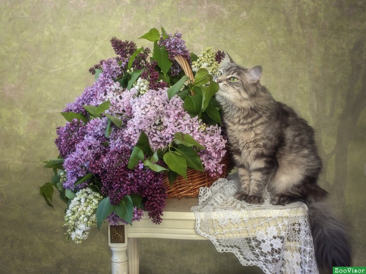 Сирень и котики