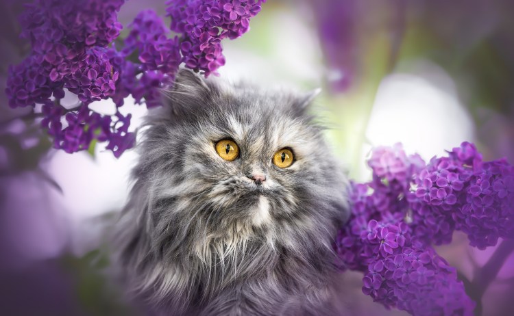 Кошка Весна и уют