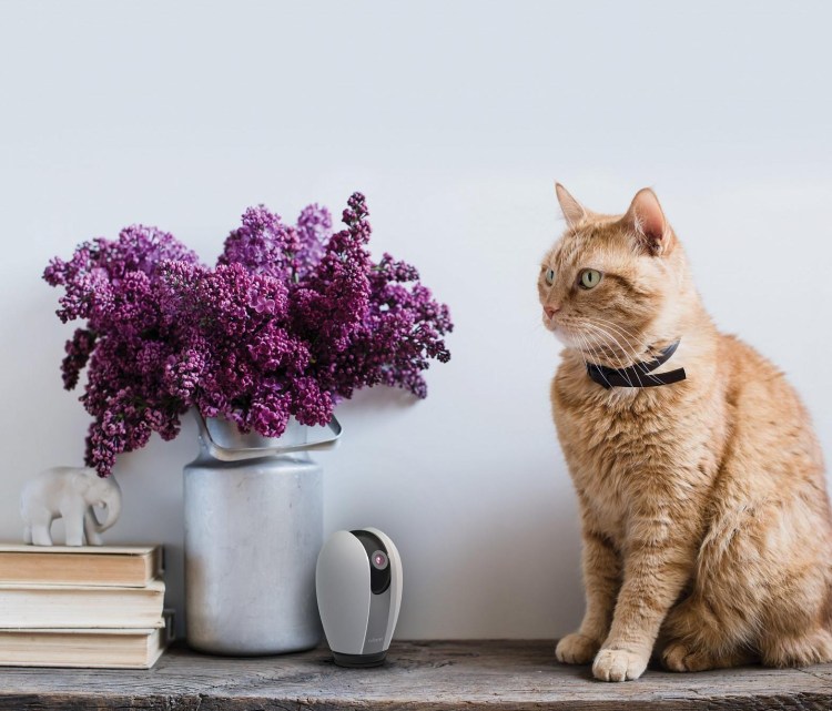 Коты в цветах