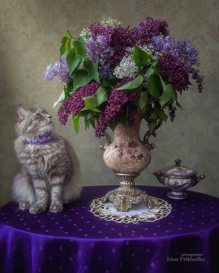 Кот и сирень