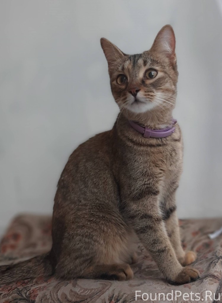 Кошка в лаванде