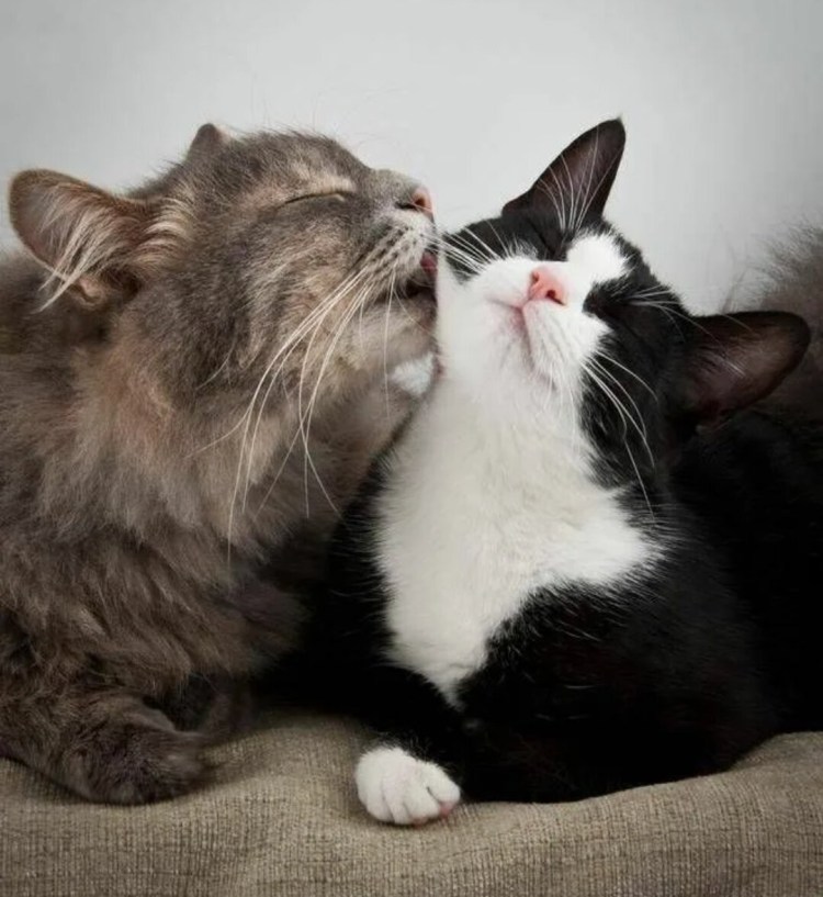 Котики обнимаются