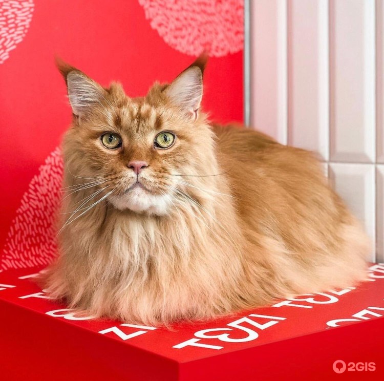 Рыжий кот Мейн кун на руках