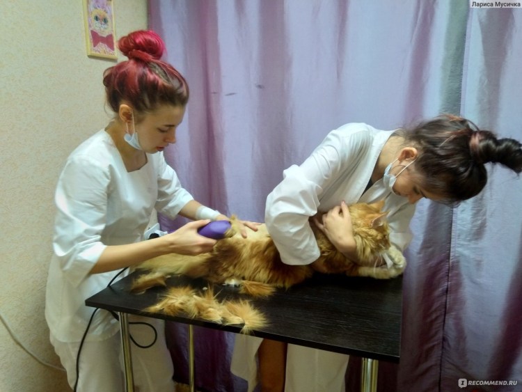 Грумминг Мейн куна