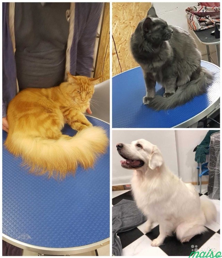 Подстриженный кот Мейн кун