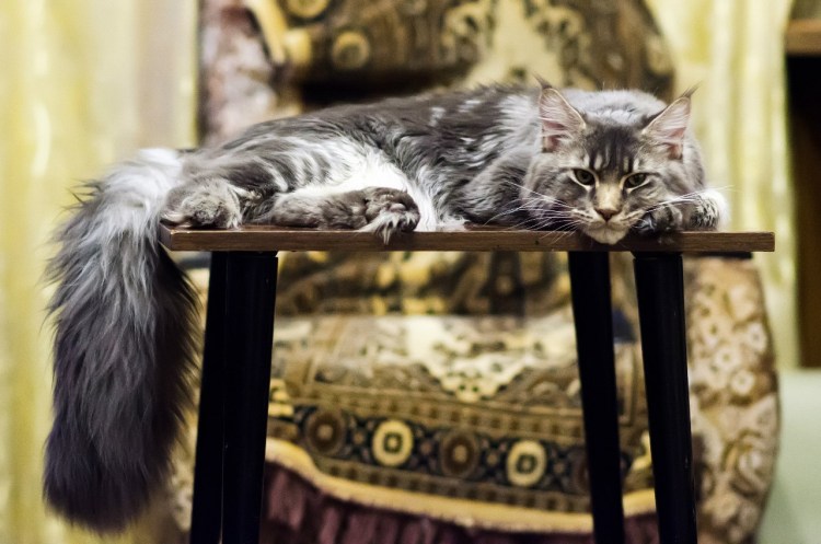 Пума стрижка кота