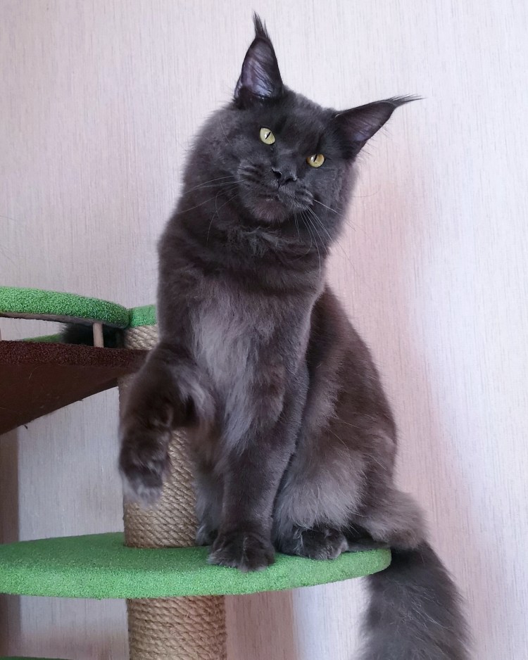 Стрижка Мейн куна под Льва