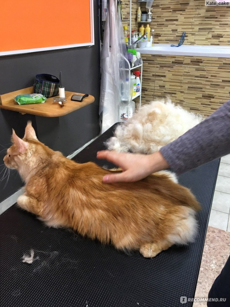 Стрижка Мейн куна