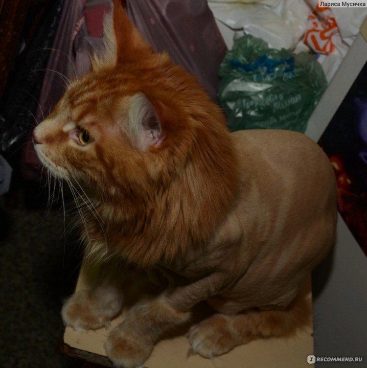 Мейн кун стрижка под Льва