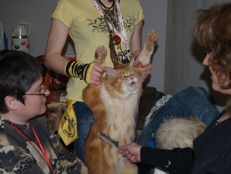 Стриженный Мейн кун