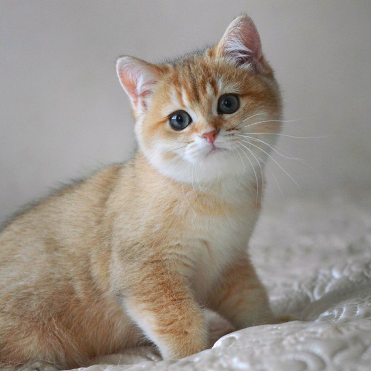 Британец Золотая шиншилла