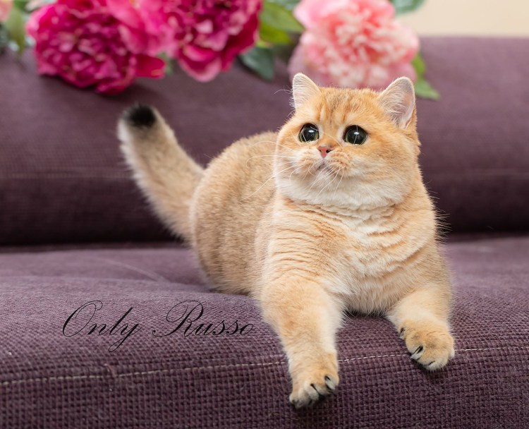 Золотая шиншилла ny11