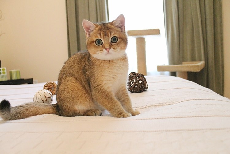 Шотландская короткошерстная Золотая шиншилла