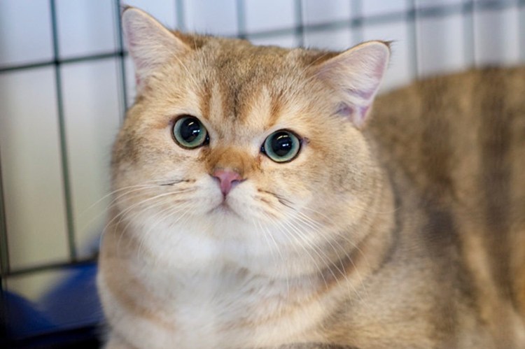 Питомник британских шиншилл