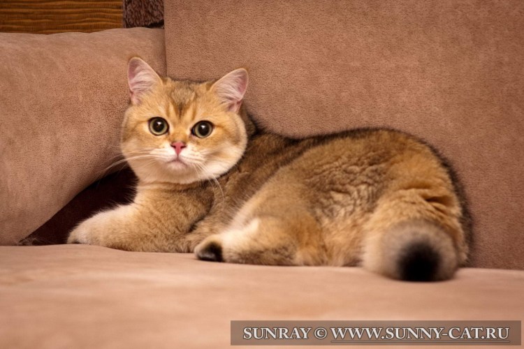 Золотая тикированная шиншилла ny25