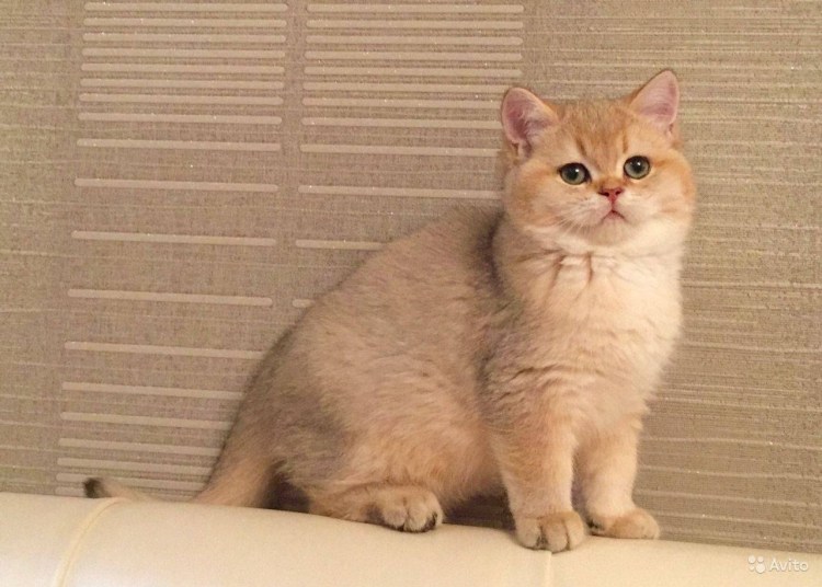 Британская Золотая шиншилла