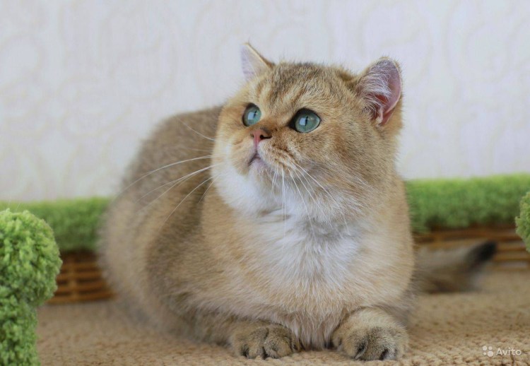 Британская Золотая шиншилла
