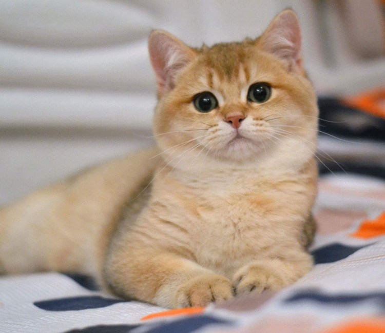 Британская кошка Золотая шиншилла