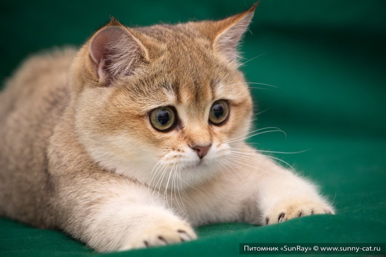 Британская короткошёрстная Золотая шиншилла