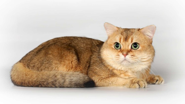 Манчкин Британская шиншилла