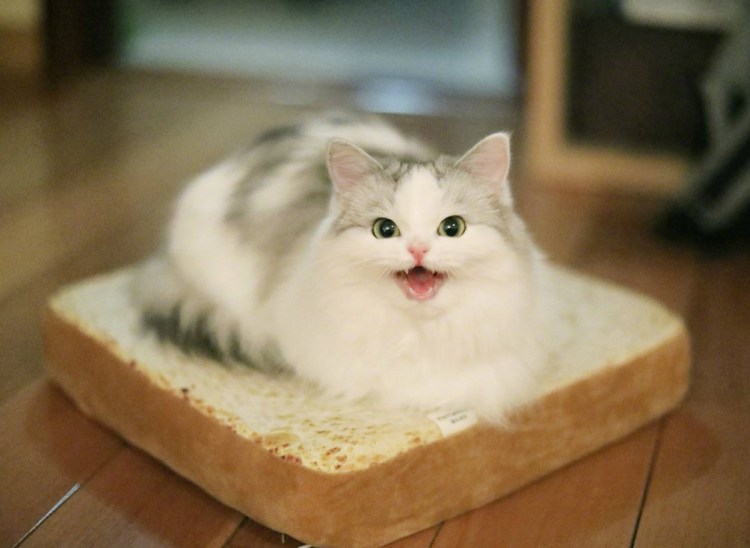 Рыжий кот Васька толстый