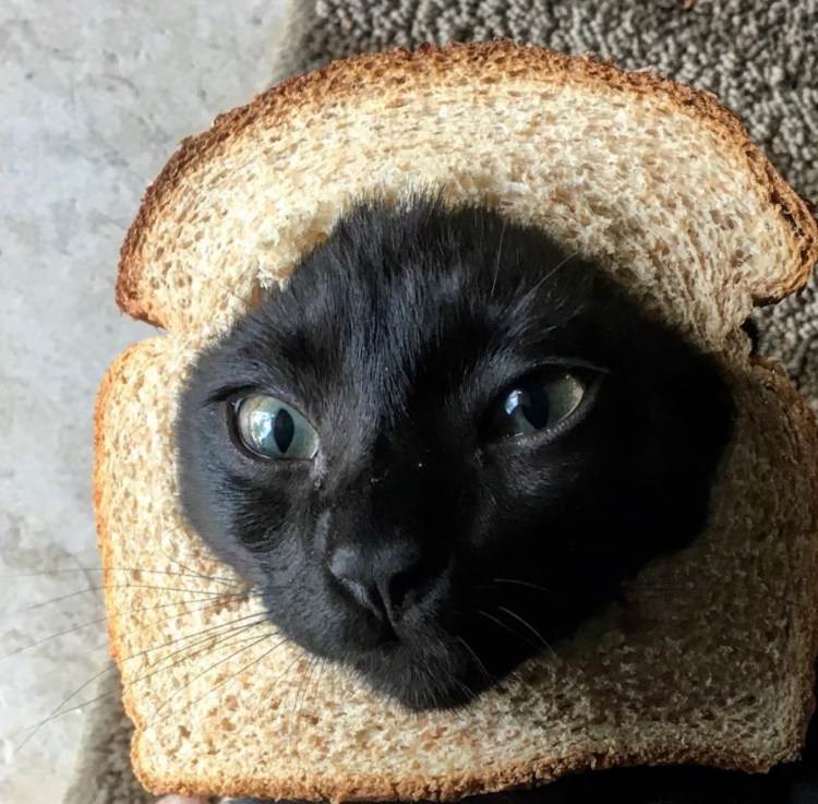 Кот в хлебушке