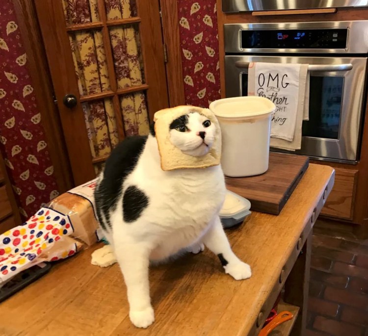 Котик в хлебе