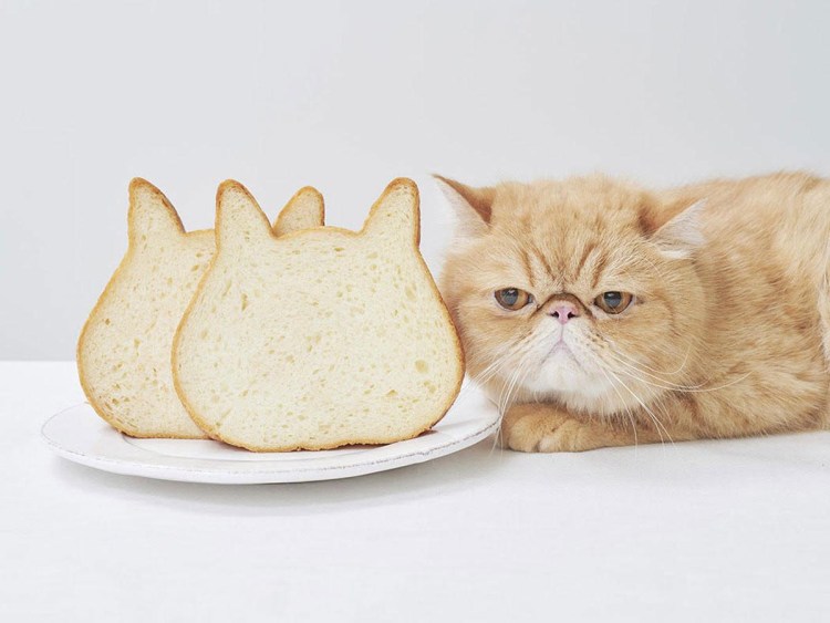 Хлеб в форме кота