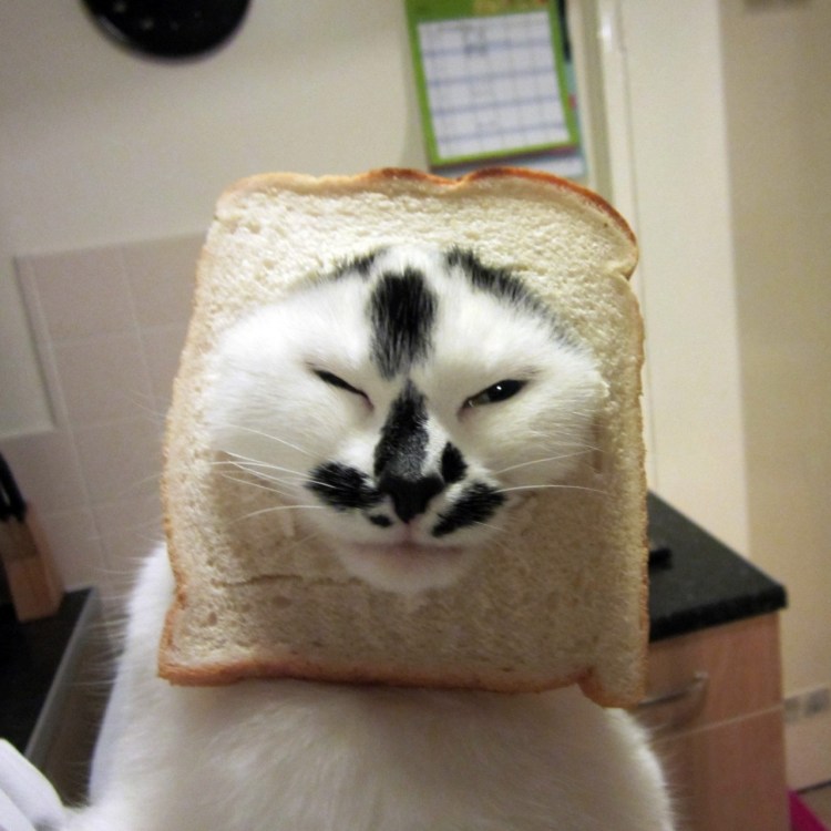 Кот хлеб