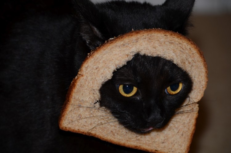 Кот с хлебом на голове