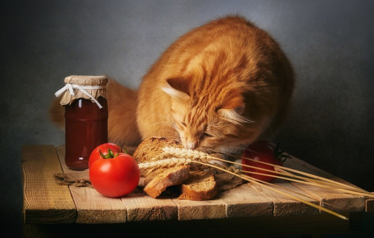 Кот в буханке хлеба