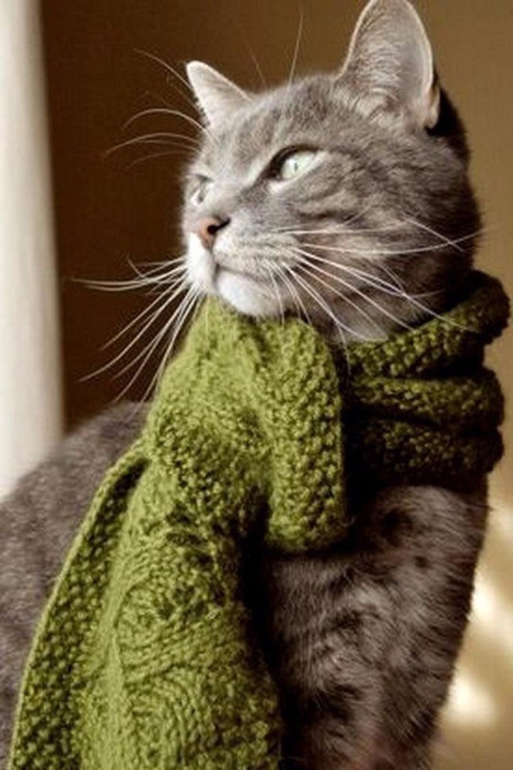 Черный кот в свитере