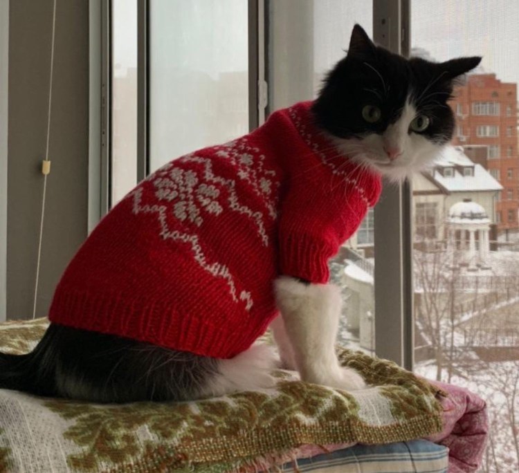 Котенок в свитере