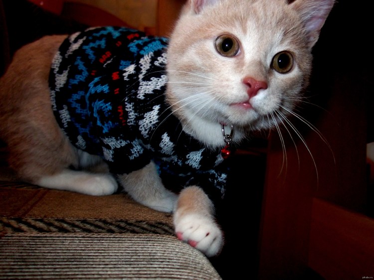 Кот в водолазке