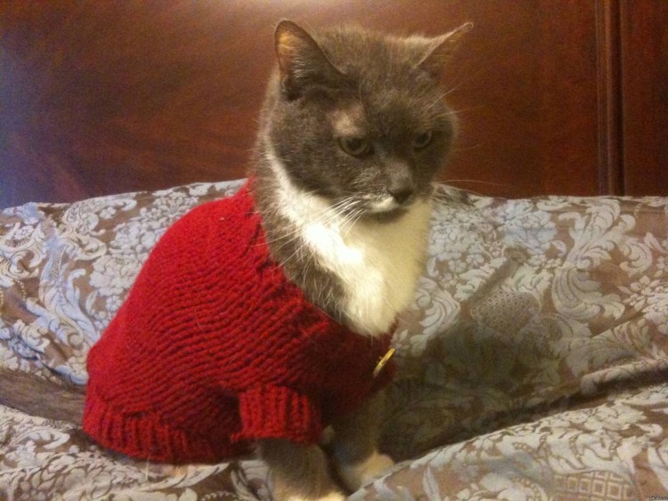 Кошка в одежке