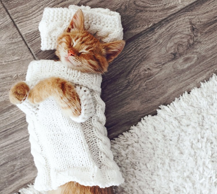 Одежда для сфинксов