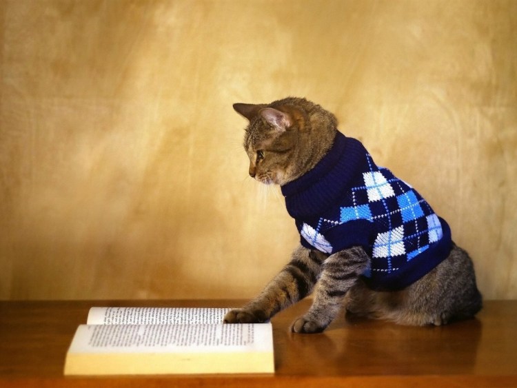 Котенок в свитере