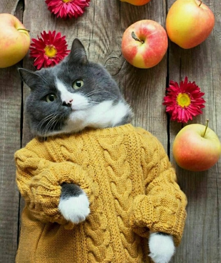 Кот в костюме