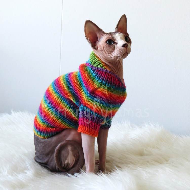 Кот в кофте