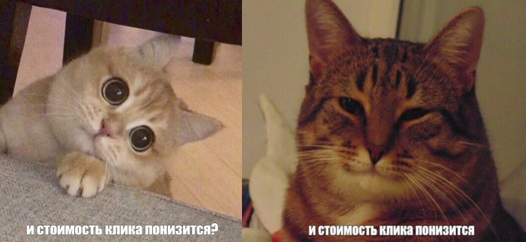 Довольный кот из мема